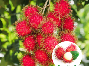 Rambutan  n-18 mother open parcel service