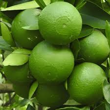 Sathukudi Mother Plant 15 kg bag
