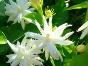 Iruvachi Malli (star jasmine)