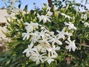 நித்திய மல்லி பூ செடி / Nithya Malli