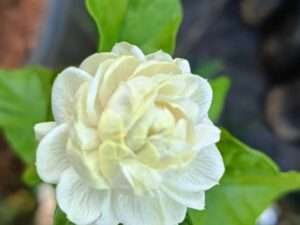 Rose Malli