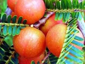 Red amla
