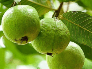 L-49 Guava