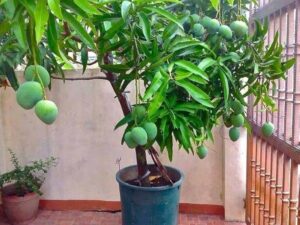 ALL TIME MANGO 15kg bag