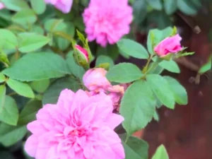 Panner Button Rose