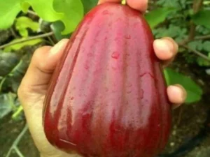 Dalhari WaterApple big plant 3-4  feet