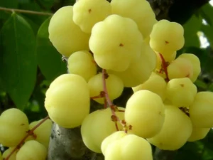 Indian goseberry