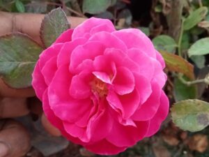 Andhra paneer rose