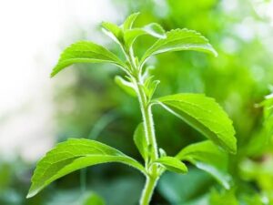 3 Combo - Maruvu ,Marikolunthu,Stevia