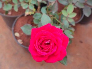 Apple Red Rose Plants