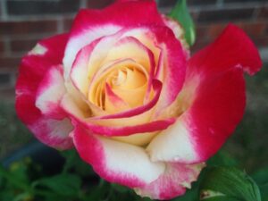 Double Delight Rose (DD Rose Plant)