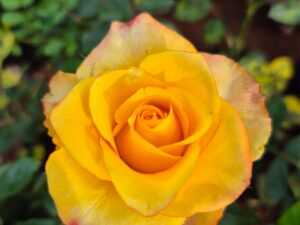 Double Colour Rose yellow with red