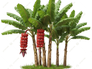 Red banana suckers (vaalai kattai)