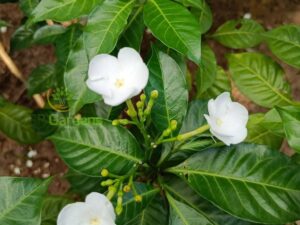 Nanthiyavattam Flower Plant