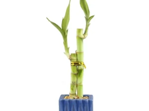 Lucky bamboo single stick