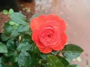 Jadiga orange mother plant