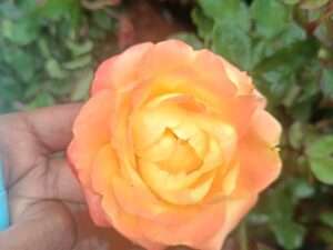 Calcutta rose mother plant