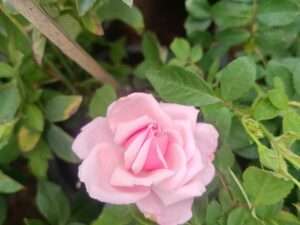 Doctor rose mother plant