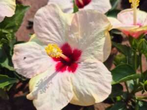 White with red hibiscus