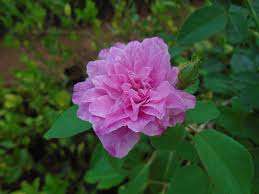 Panner button rose plant