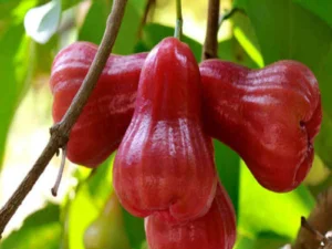 Malayan water apple plant