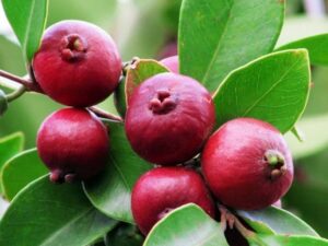 Strawberry guava red verity plant