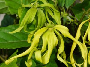 Ylangi ylangi plant