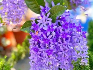 Sand pepper vine plant