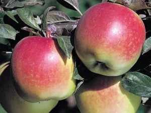 Anna apple plant
