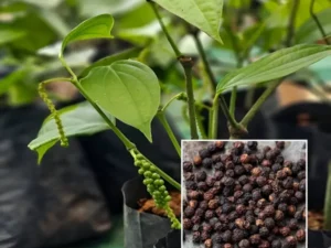 Pepper plant ( cover )