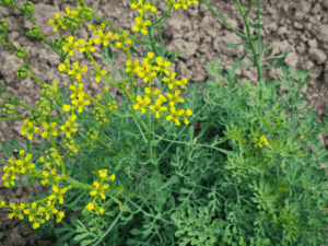 Nagathari plant