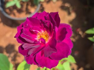 Midnight blue rose plant
