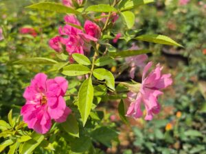Orchid rose or Fariy rose plant