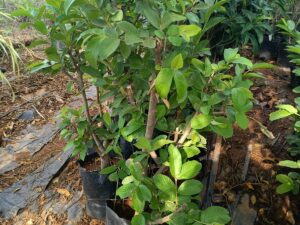 Twain pink guava mother plant