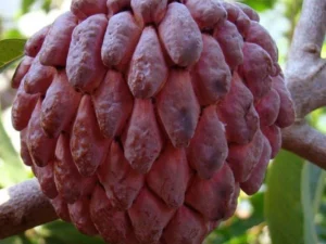 Red casterd apple fruit plant