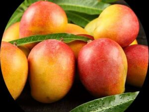 Koturkonam mango plant