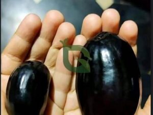 Thai king jamun plant