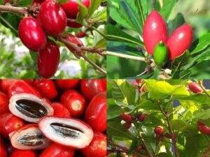Mircel fruit plant with flowers