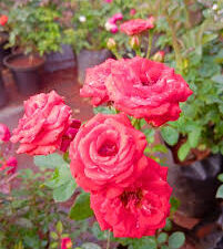 Jadiga orange rose plant