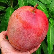 Miyazaki mango plant
