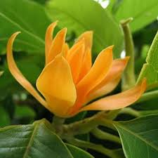 Shenbagam mother plant