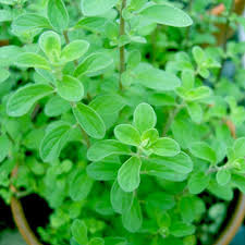 Maruvu small plant