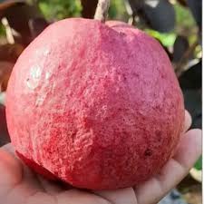 Black diomond guava plant