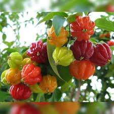 Surinam cherry plant