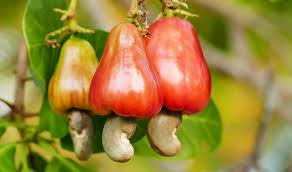 Cashew nut plant