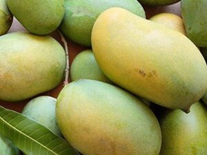 Malliga mango plant