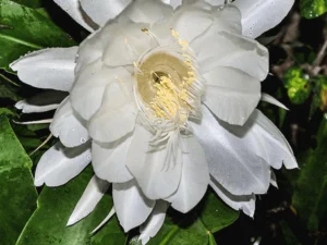 Brahma kamalam plant ( white)