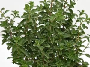 Maruvu mother plant