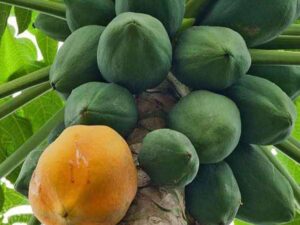 Nattu papaya plant