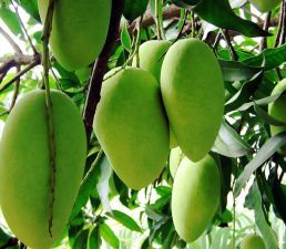 All time mango mother plant